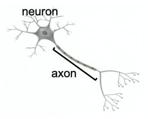 The Axon