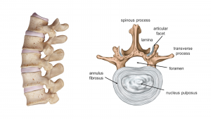 Vertebra Disc Back Pain