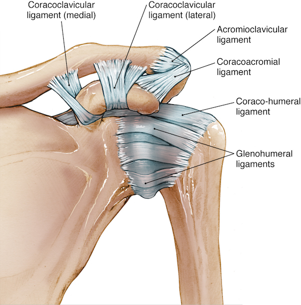 Bankart and Hill-Sachs lesions of the shoulder joint 5 The joint capsule is formed by several ligaments holding together the bones that articulate with one another