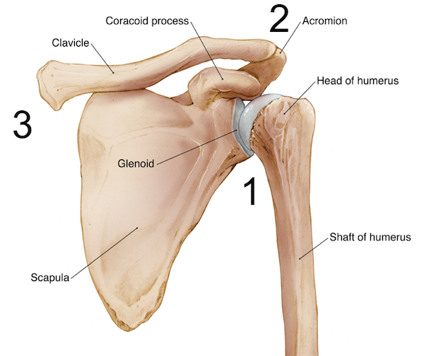Bankart and Hill-Sachs lesions of the shoulder joint 4 Three shoulder joints glen-humeral, acromio-clavicular & stereo-clavicular