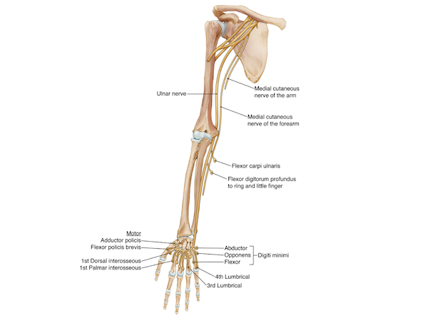 Ulnar nerve entrapment 2 Drawing of the ulnar nerve showing the muscles of the outer region of the hand and fingers controlled by this nerve as opposed to the median nerve