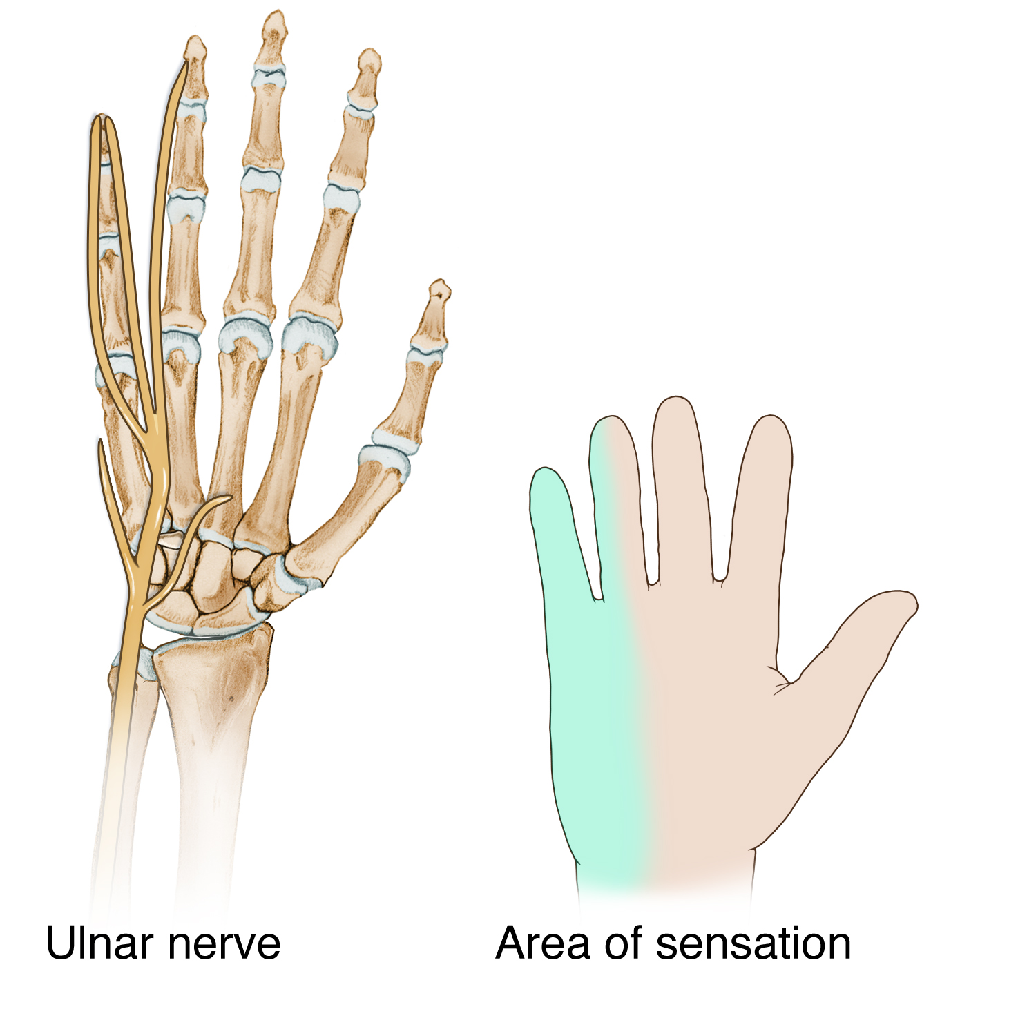 Ulnar nerve entrapment 4 RadialSensation-P52