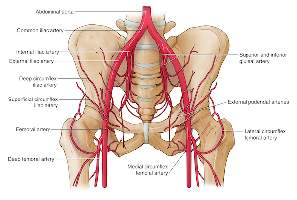 pelvic labels