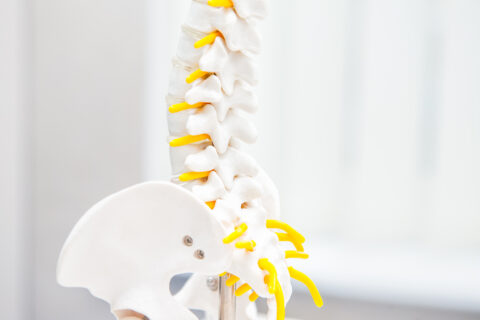 close,up,human,loins,spine,skeleton,model.,medical,clinic,,education