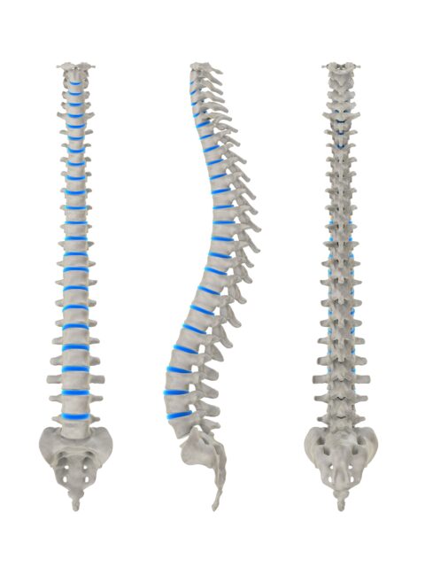 spine